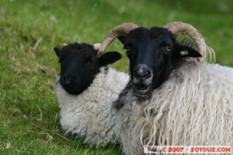 Moutons
Mots-clés: animals Mouton