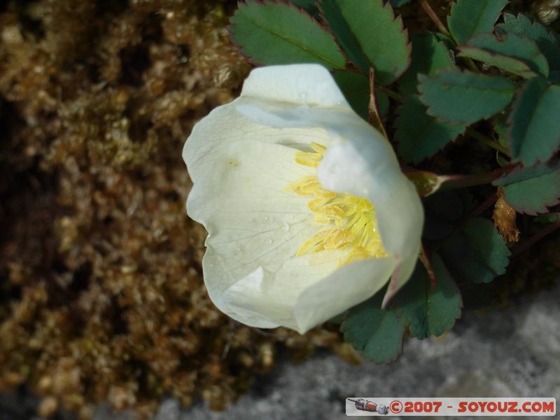 The Burren
Mots-clés: fleur