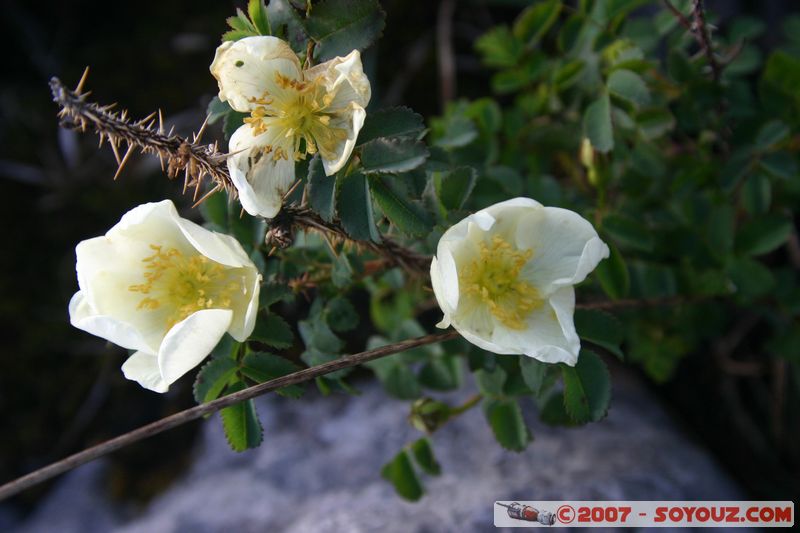 The Burren
Mots-clés: fleur