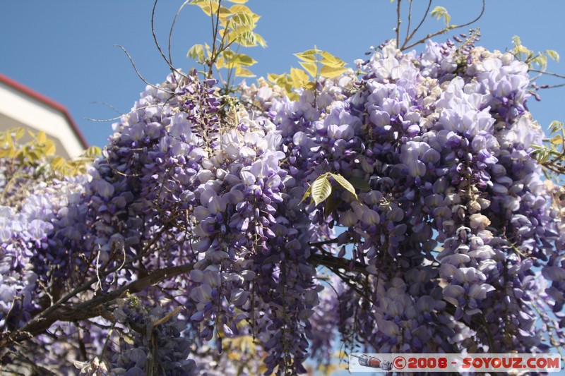 Ohrid
Mots-clés: patrimoine unesco fleur