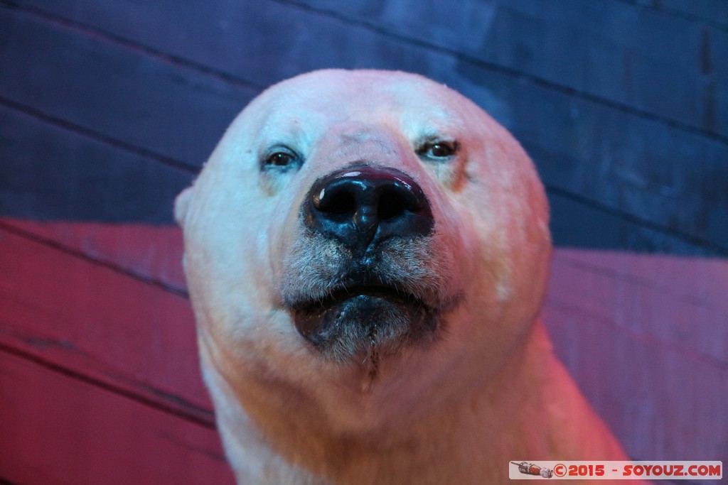 Bygdoy - Frammuseet - Stuffed polar bear
Mots-clés: Bygdøy geo:lat=59.90340169 geo:lon=10.69962144 geotagged NOR Norvège Oslo Norway Frammuseet