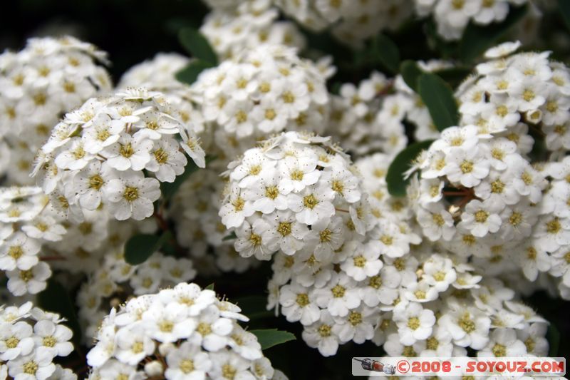 Sighisoara - fleurs
Mots-clés: fleur