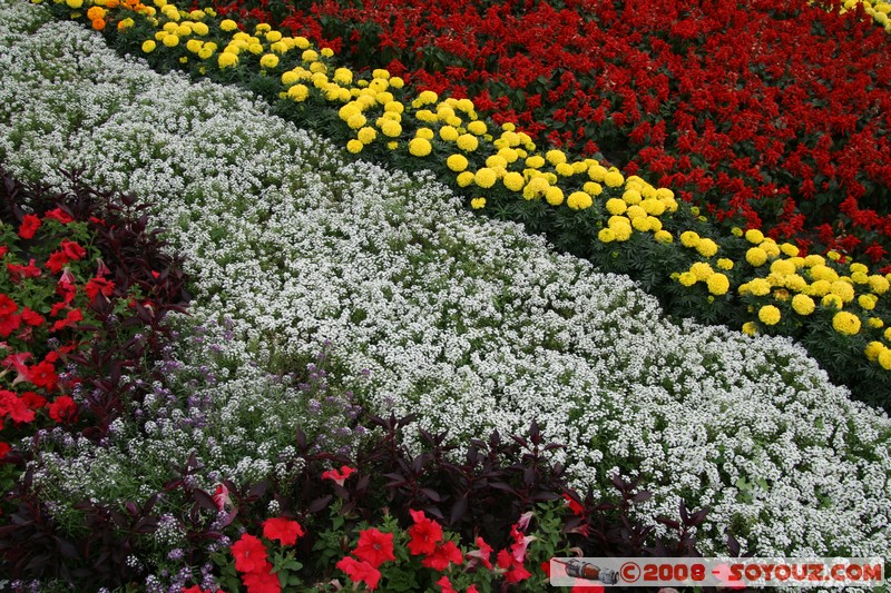 Novosibirsk
Mots-clés: fleur