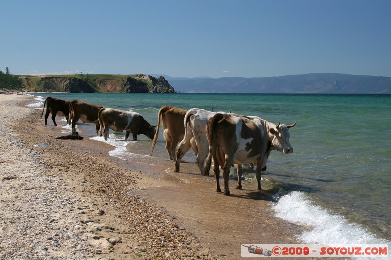 Olkhon - Khuzir - Vaches se desalterant dans le lac Baikal
Mots-clés: Lac plage animals vaches