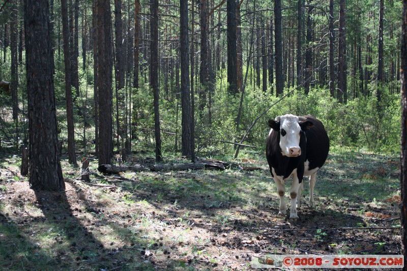 Olkhon - Khuzhir - Vache en foret
Mots-clés: animals vaches