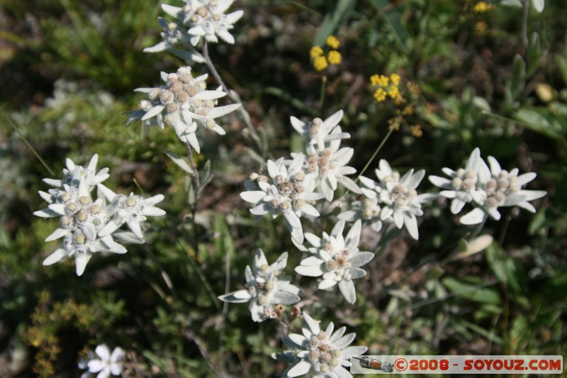 Olkhon - Khuzhir - Edelweiss
Mots-clés: plante fleur