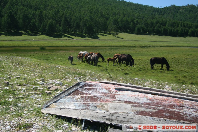 Olkhon - Uzury - Chevaux
Mots-clés: animals cheval bateau