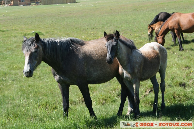 Olkhon - Uzury - Chevaux
Mots-clés: animals cheval