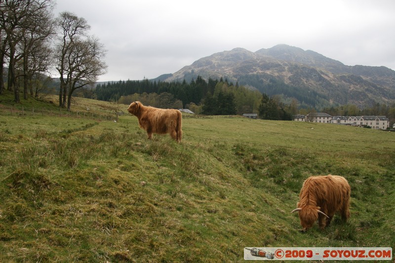 The Trossachs - Scottish cow
A821, Stirling FK17 8, UK
Mots-clés: animals vaches
