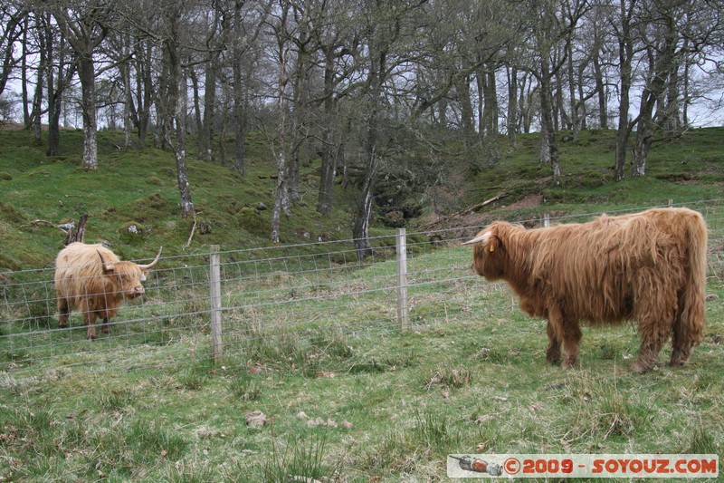 The Trossachs - Scottish cow
A821, Stirling FK17 8, UK
Mots-clés: animals vaches