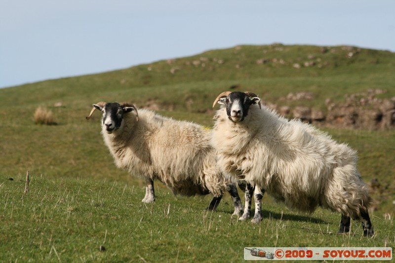 Mull - Glengorm - Sheep
Croig, Argyll and Bute, Scotland, United Kingdom
Mots-clés: animals Mouton