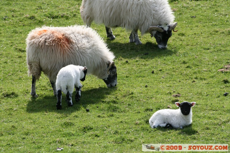 Mull - Glengorm - Sheep and Lambs
Croig, Argyll and Bute, Scotland, United Kingdom
Mots-clés: animals Mouton