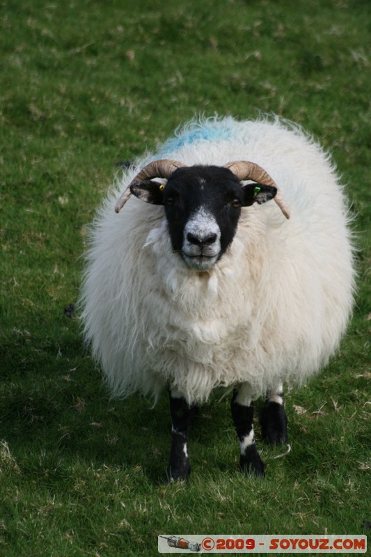 Mull - Glengorm - Sheep
Croig, Argyll and Bute, Scotland, United Kingdom
Mots-clés: animals Mouton
