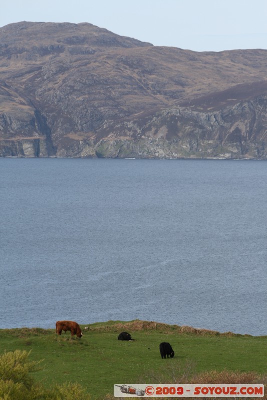 Mull - Glengorm - Highland Cows
Croig, Argyll and Bute, Scotland, United Kingdom
Mots-clés: animals vaches mer