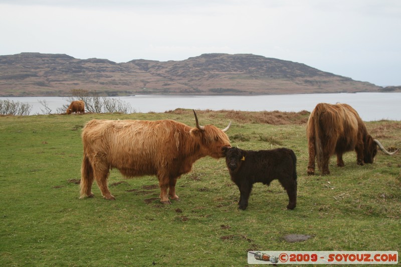 Mull - Kilninian - Highland cows
B8073, Argyll and Bute PA75 6, UK
Mots-clés: animals vaches
