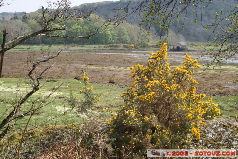 Highland - Larachbeg
Acharn, Highland, Scotland, United Kingdom
Mots-clés: fleur