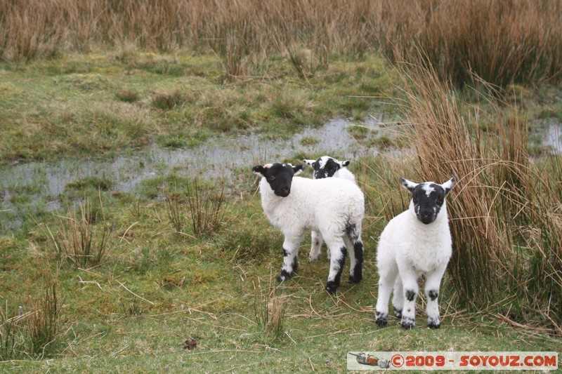 Skye - Sheep
B8083, Highland IV49 9, UK
Mots-clés: animals Mouton