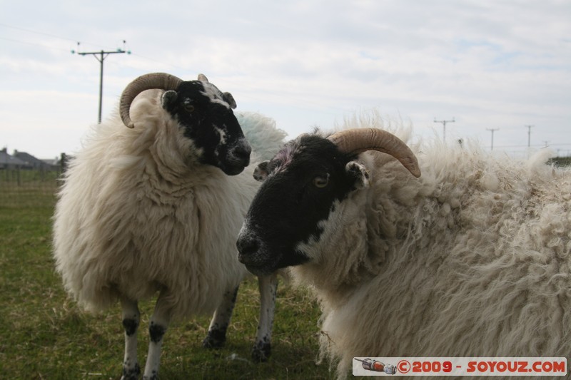 Hebridean Islands - Lewis - Eoropie - Sheep
Knockaird, Western Isles, Scotland, United Kingdom
Mots-clés: animals Mouton