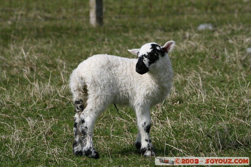 Hebridean Islands - Lewis - Eoropie - Lamb
B8014, Eilean Siar HS2 0, UK
Mots-clés: animals Mouton