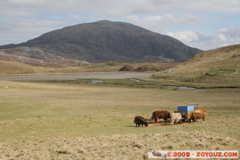 Hebridean Islands - Lewis - Uig - Highland cows
Uig, Western Isles, Scotland, United Kingdom
Mots-clés: Montagne animals vaches
