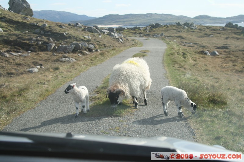 Hebridean Islands - Lewis - Brenish - Sheep on the road
Brenish, Western Isles, Scotland, United Kingdom
Mots-clés: Mouton animals