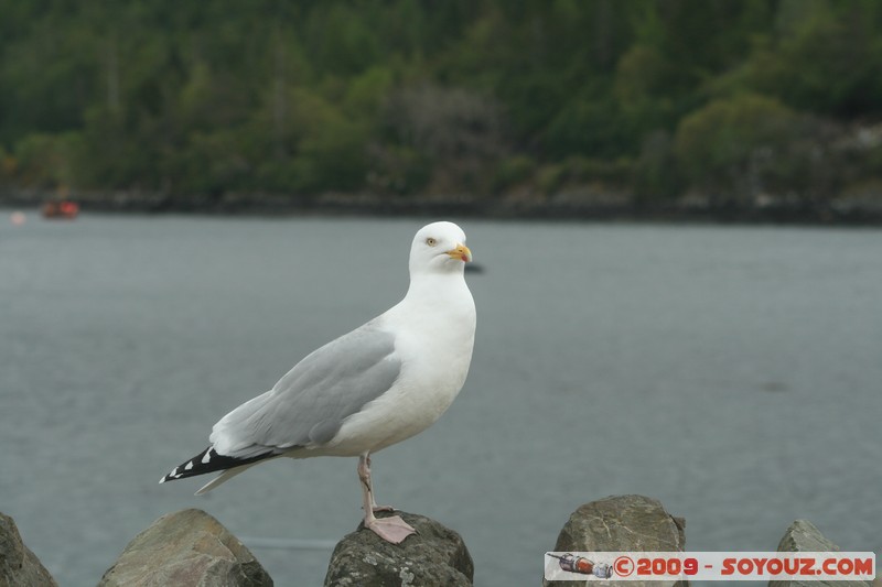 Highland - Plockton - Seagull
Harbour St, Highland IV52 8, UK
Mots-clés: animals oiseau Mouette