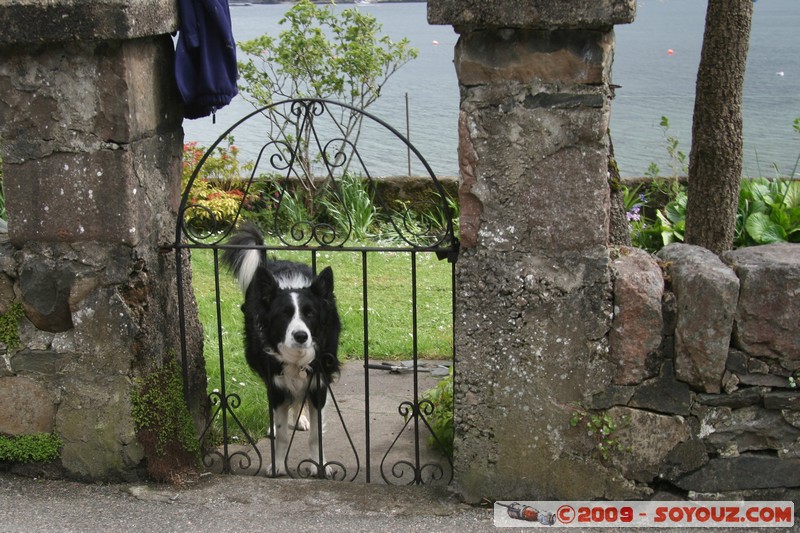 Highland - Plockton - Curious dog
Harbour St, Highland IV52 8, UK
Mots-clés: animals chien
