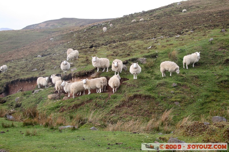 Highland - Flock of Sheep
Badenscallie, Highland, Scotland, United Kingdom
Mots-clés: paysage animals Mouton