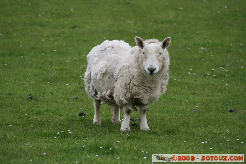 Orkney - Rousay - Sheep
B9064, Orkney Islands KW17 2, UK
Mots-clés: animals Mouton
