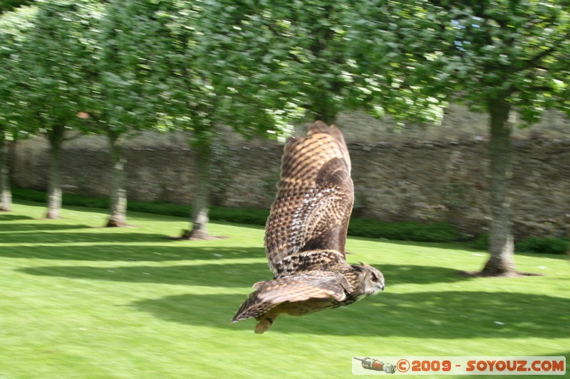 Highland - Dunrobin Castle - Birds of prey demonstration
Mots-clés: animals oiseau Aigle