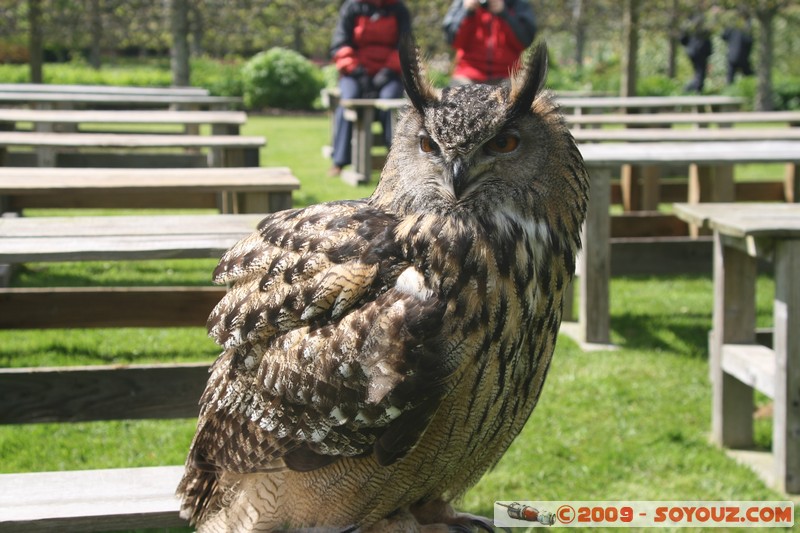 Highland - Dunrobin Castle - Birds of prey demonstration
Mots-clés: animals oiseau chouette
