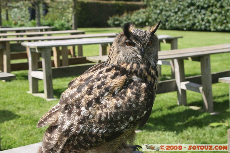 Highland - Dunrobin Castle - Birds of prey demonstration
Mots-clés: animals oiseau chouette