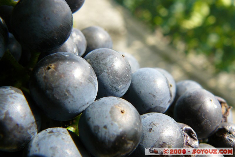 Grandvaux - Raisin
Mots-clés: Raisin patrimoine unesco fruit vignes