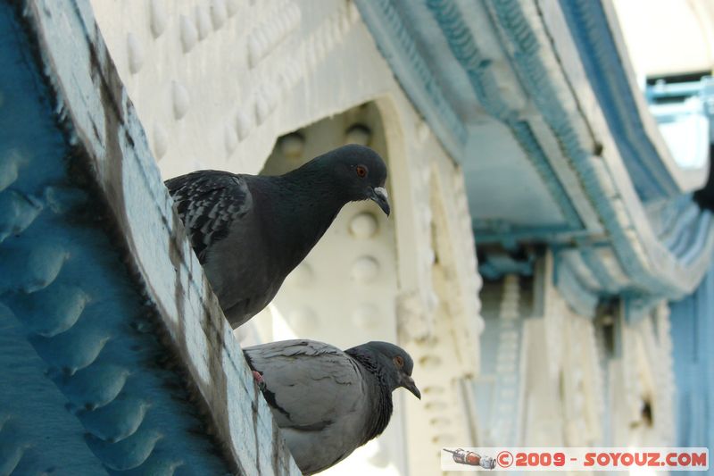 London - Tower Hamlets - Tower Bridge - Pigeons
A100, Bermondsey, Greater London SE1 2, UK
Mots-clés: Pont Tower Bridge animals oiseau pigeon