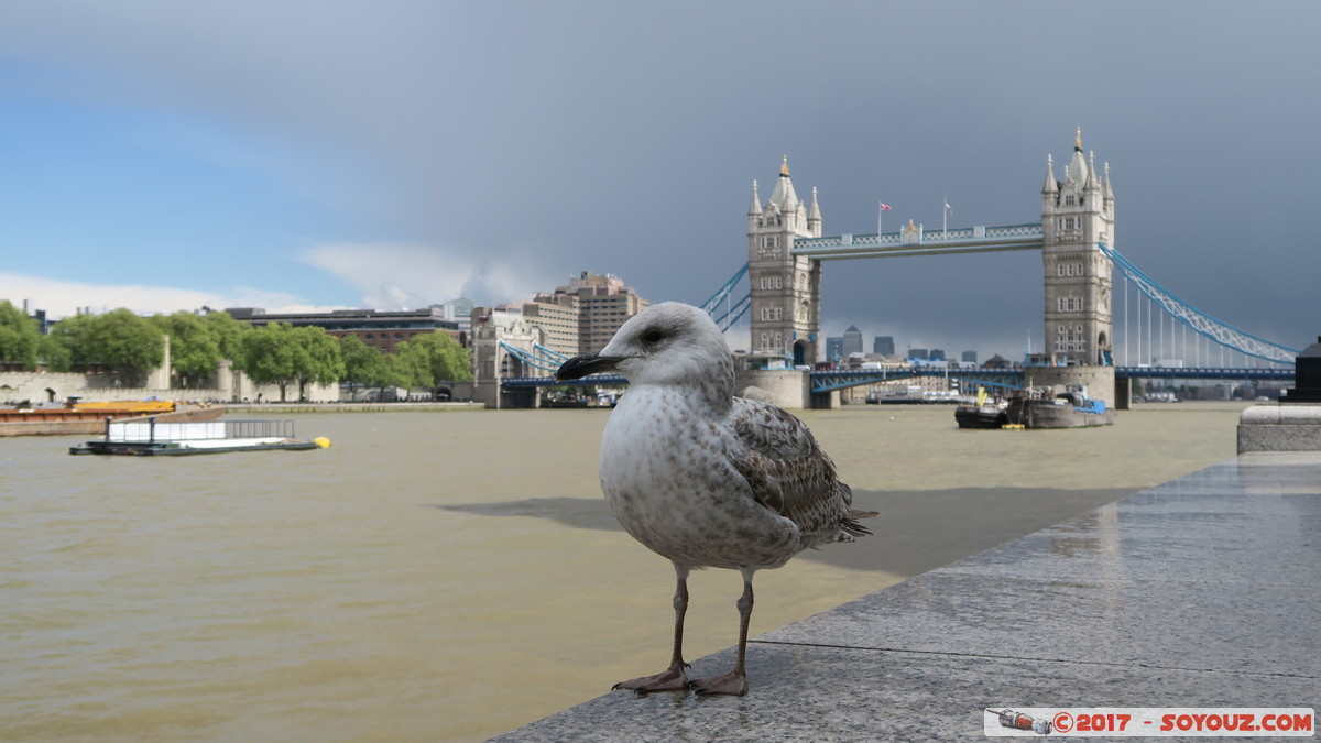 London - Tower Bridge & seagull
Mots-clés: England GBR geo:lat=51.50574872 geo:lon=-0.08088622 geotagged Riverside Ward Royaume-Uni Southwark London Londres Riviere thames thamise Tower Bridge Pont animals oiseau Mouette