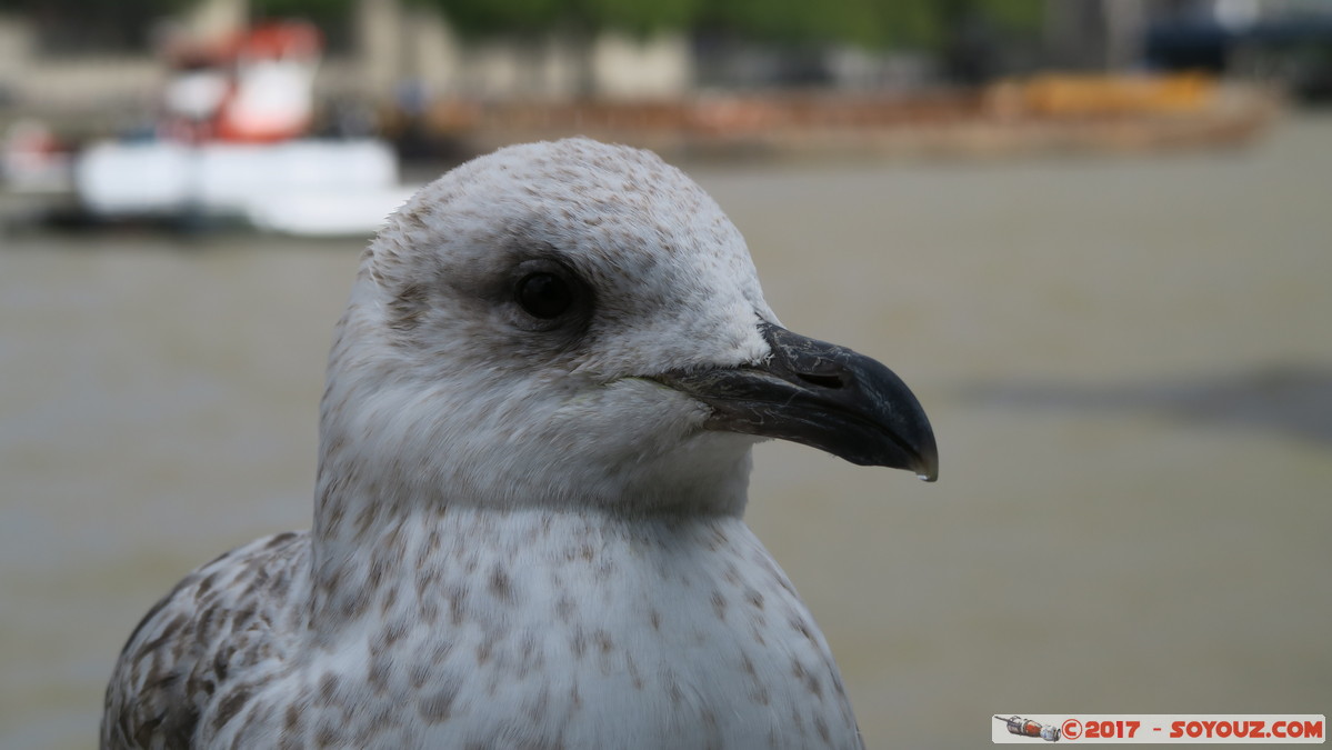 London - Seagull
Mots-clés: England GBR geo:lat=51.50572828 geo:lon=-0.08087911 geotagged Riverside Ward Royaume-Uni Southwark London Londres Riviere thames thamise animals oiseau Mouette