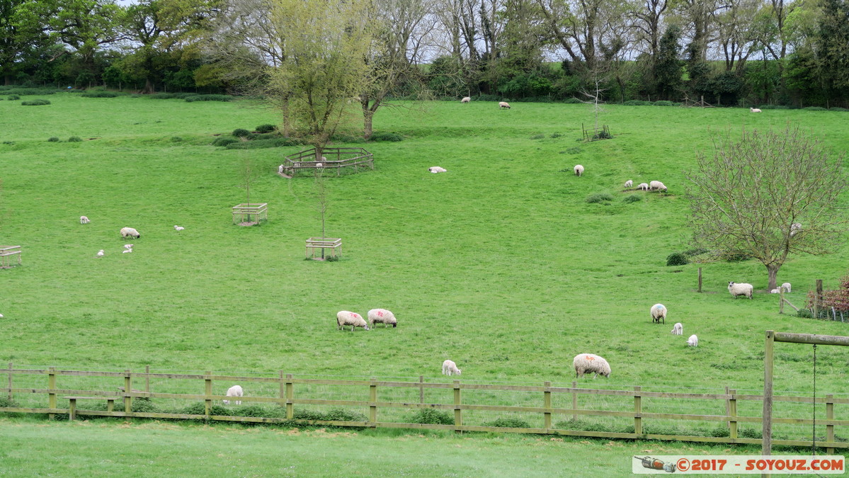 Ewelme - Flock od sheep
Mots-clés: England Ewelme GBR geo:lat=51.61695229 geo:lon=-1.06794188 geotagged Royaume-Uni Oxfordshire Midsomer animals Mouton