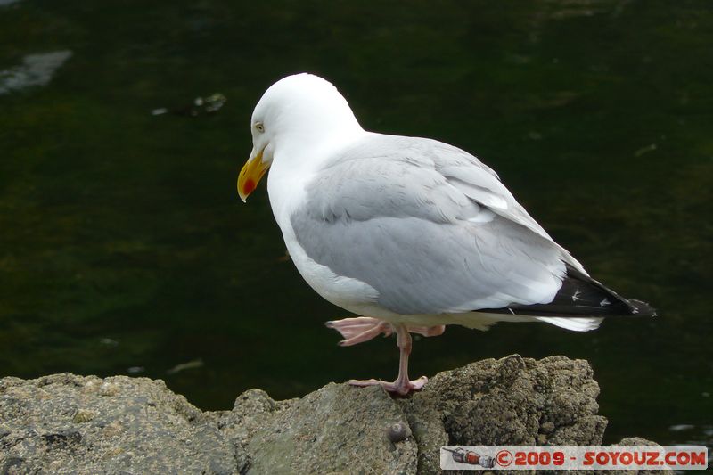 Polperro - Seagull
Polperro, Cornwall, England, United Kingdom
Mots-clés: animals oiseau Goeland