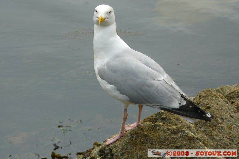 Polperro - Seagull
Polperro, Cornwall, England, United Kingdom
Mots-clés: animals oiseau Goeland