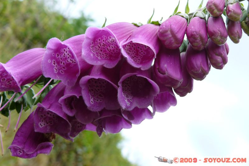 Polperro - Flower
Polperro, Cornwall, England, United Kingdom
Mots-clés: fleur