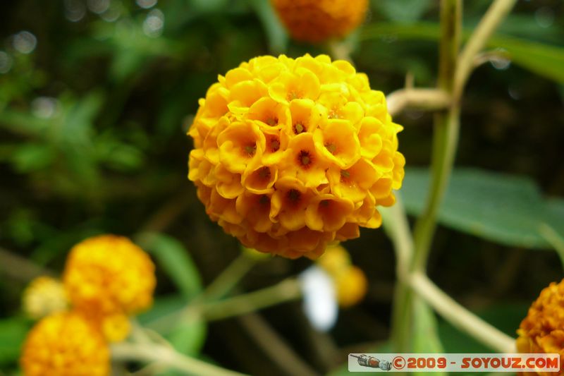 Polperro - Flower
Polperro, Cornwall, England, United Kingdom
Mots-clés: fleur