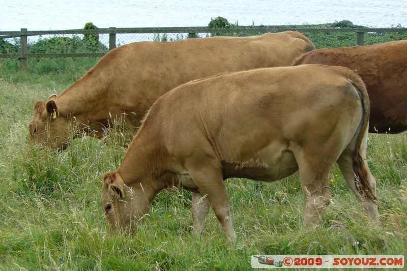 Polperro to Looe - coastal walk - Cows
Looe, Cornwall, England, United Kingdom
Mots-clés: animals vaches