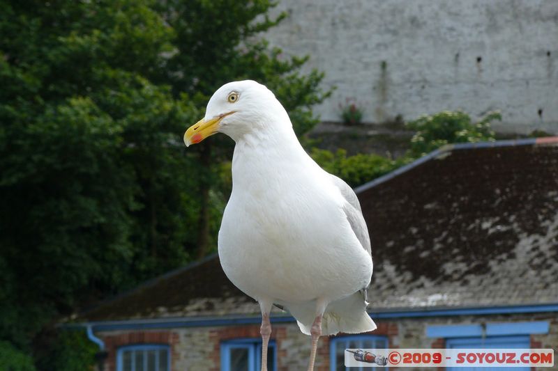 Looe - Seagull
Buller St, Looe, Cornwall PL13 1, UK
Mots-clés: animals oiseau Goeland