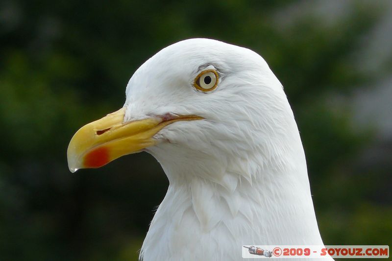 Looe - Seagull
Looe, Cornwall, England, United Kingdom
Mots-clés: animals oiseau Goeland