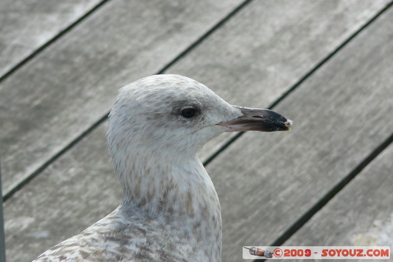Brixham Harbour - Gull
Overgang Rd, Torquay, Torbay TQ5 8, UK
Mots-clés: animals oiseau Mouette Port