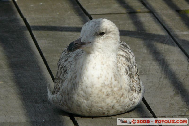 Brixham Harbour - Gull
Overgang Rd, Torquay, Torbay TQ5 8, UK
Mots-clés: animals oiseau Mouette