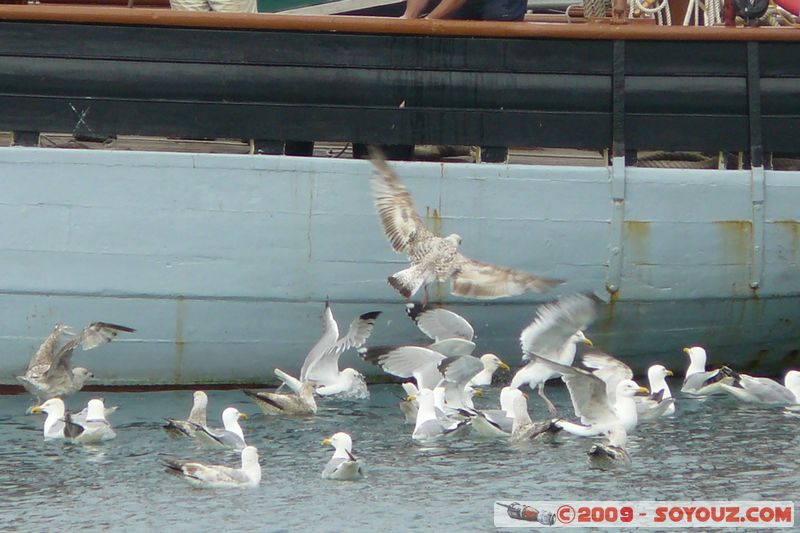 Brixham Harbour - Gulls
Moorings Reach, Torquay, Torbay TQ5 9, UK
Mots-clés: animals oiseau Mouette