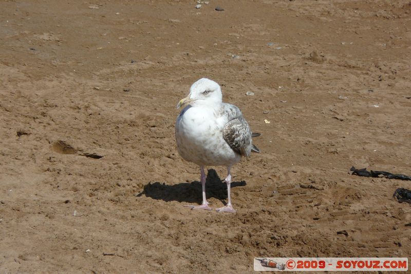 Torquay - Gull
B3199, Torbay TQ3 2, UK
Mots-clés: animals oiseau Mouette