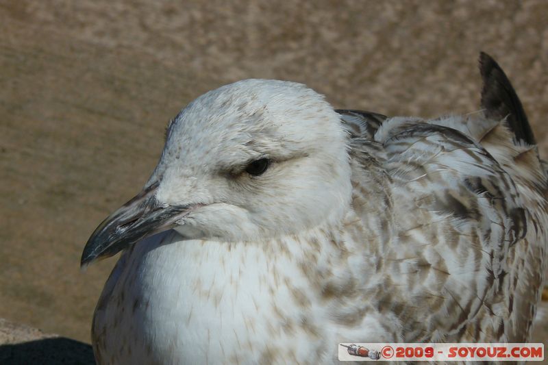 Torquay - Gull
B3199, Torbay TQ3 2, UK
Mots-clés: animals oiseau Mouette