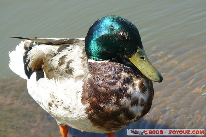 Paignton - Duck
Mots-clés: animals oiseau canard